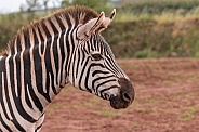 Grants Zebra Close Up Side Profile
