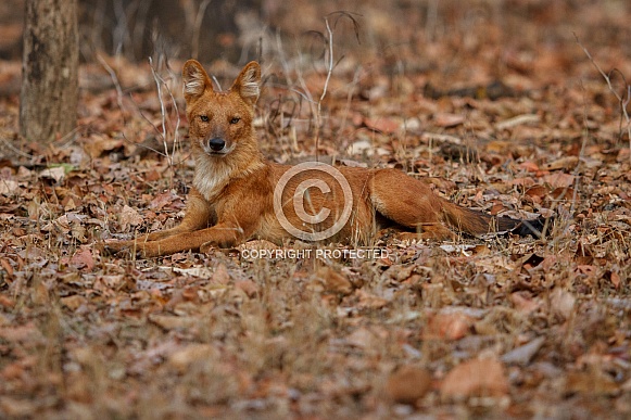 Indian wild dog pose in the nature habitat