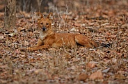 Indian wild dog pose in the nature habitat