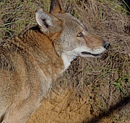 Red Wolf