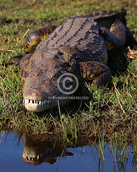 Crocodile Crocodile