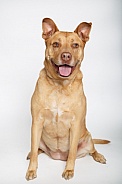 Mixed breed dog portrait