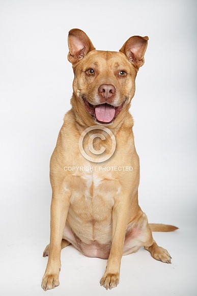 Mixed breed dog portrait Mixed breed dog portrait