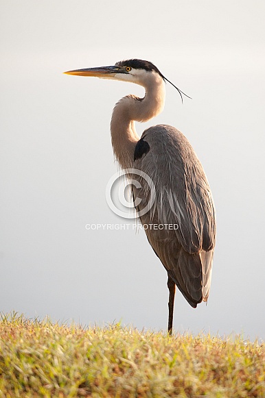 Great Blue Heron