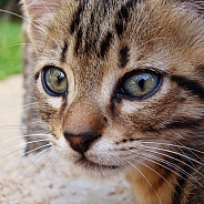 European Shorthaired Cat