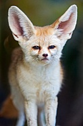 Cute fennec fox