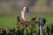 Burrowing owl sitting on a post