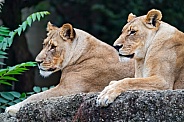 Two lionesses