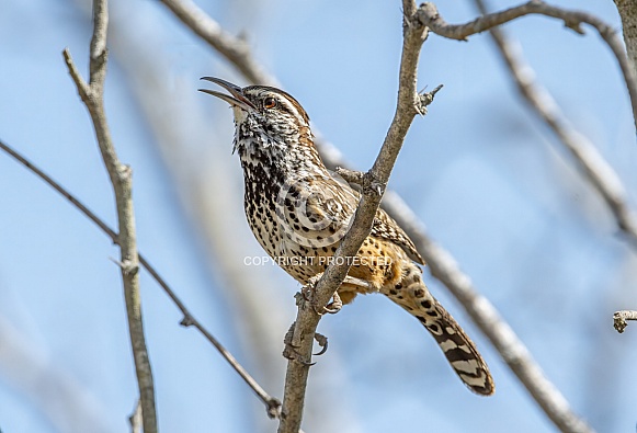 Cactus Wren