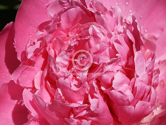 Pink Peony