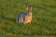 Hare