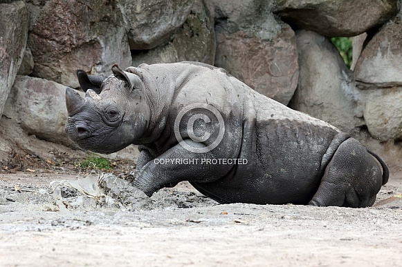 The black rhinoceros, black rhino or hook-lipped rhinoceros (Diceros bicornis)