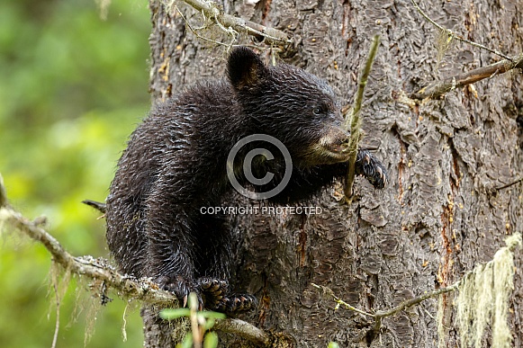 Black bear cub