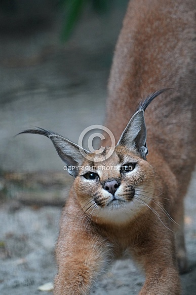 Caracal