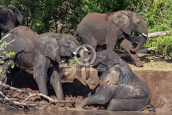 African Elephants (Loxodonta africana)