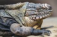 Exuma Island iguana