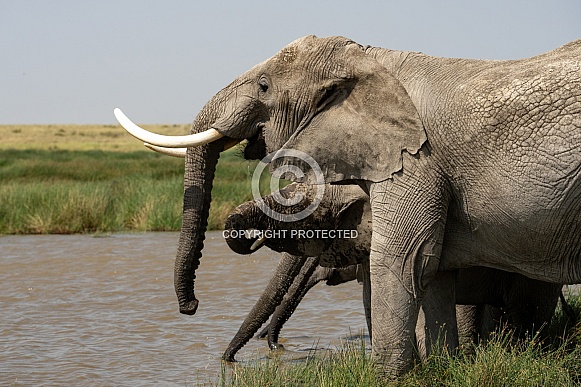 Herd of elephants drinking water Herd of elephants drinking water