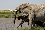 Herd of elephants drinking water