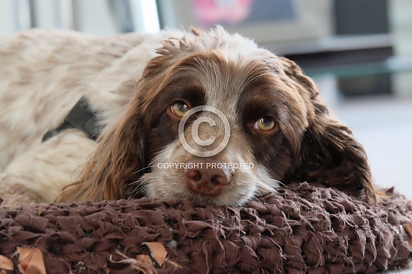 Springer Spaniel Springer Spaniel