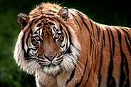Sumatran Tiger