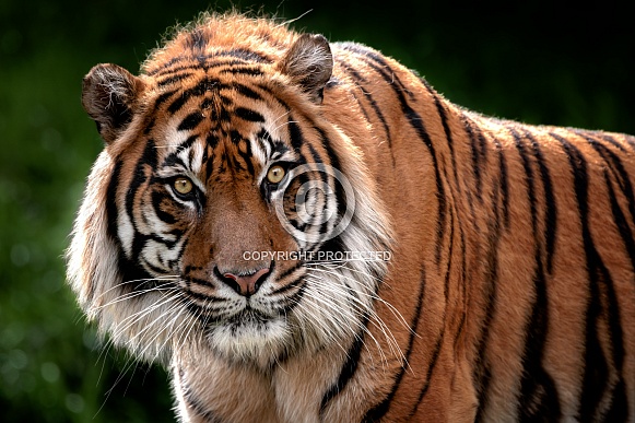 Sumatran Tiger