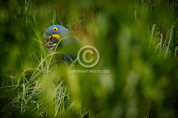 Hyacinth macaw in the nature habitat