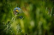 Hyacinth macaw in the nature habitat
