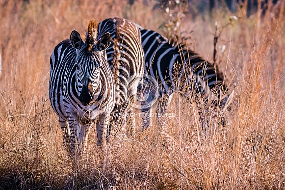Zebra