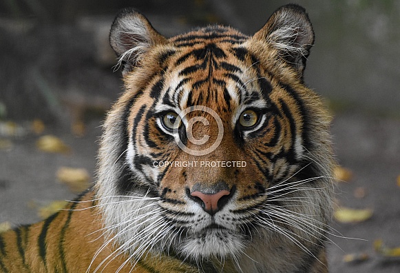 Sumatran Tiger