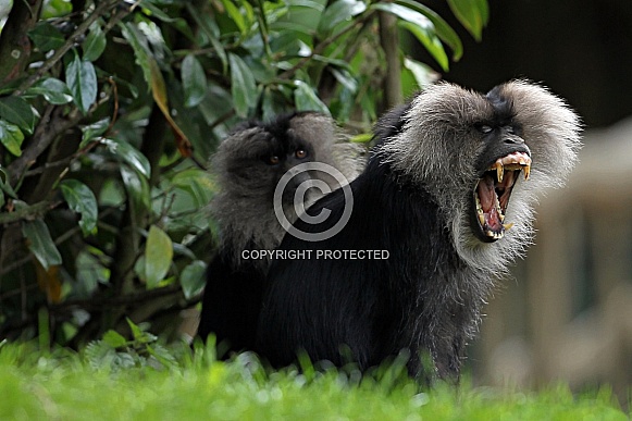 Lion-tailed Macaque