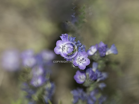 Jacob's Ladder Macro Garden Wildflowers in Alaska