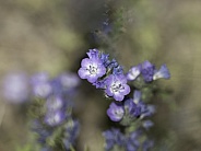 Jacob's Ladder Macro Garden Wildflowers in Alaska