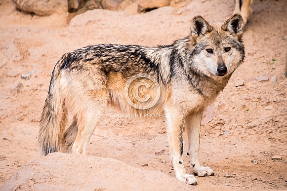 Mexican Gray Wolf