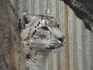 Snow Leopard on alert