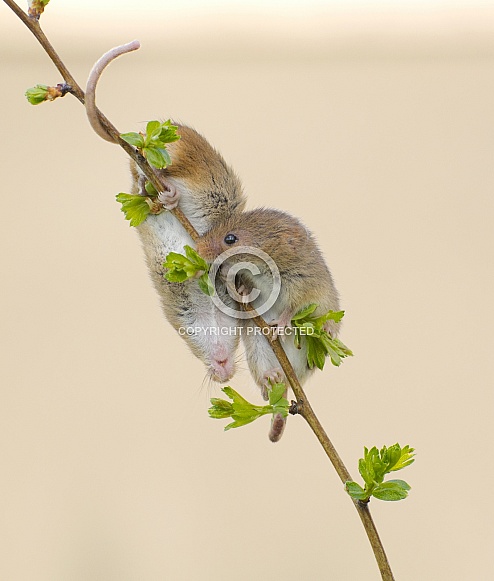 Harvest Mice