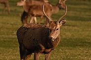 Red Deer