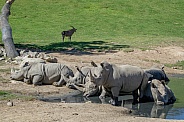 Southern White Rhinoceros Herd
