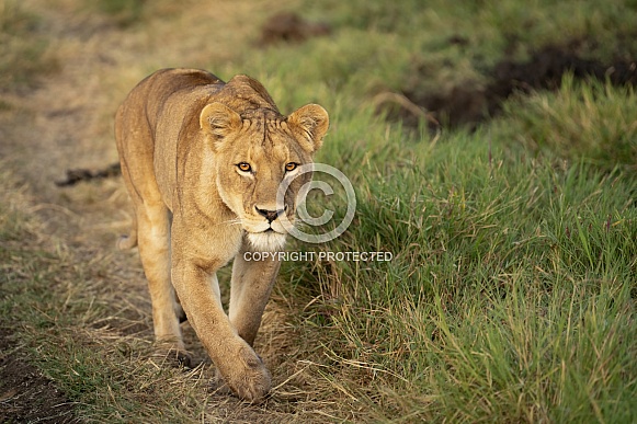 Lioness walking down the road Lioness walking down the road
