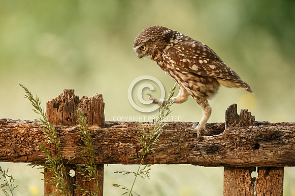 The little owl (Athene noctua) The little owl (Athene noctua)