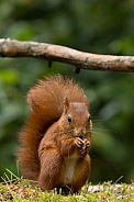 Red Squirrel