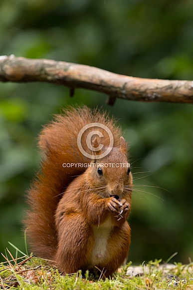 Red Squirrel