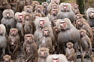 Group of baboons