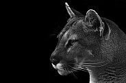 Puma Side Profile Close Up Black And White