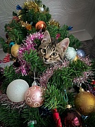 Kitten in a Christmas tree