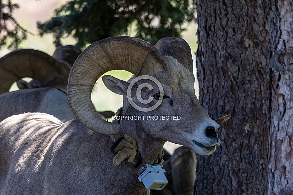 Big Horn Rams