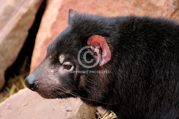 Tasmanian Devil