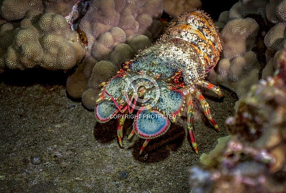Hawaiian Slipper Lobster Hawaiian Slipper Lobster