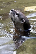 Asian small-clawed otter (Aonyx cinereus)