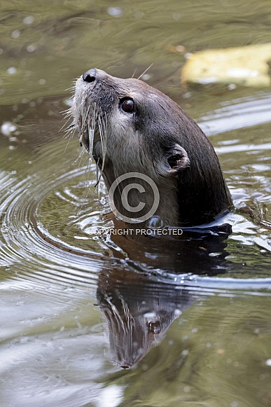 Asian small-clawed otter (Aonyx cinereus) Asian small-clawed otter (Aonyx cinereus)