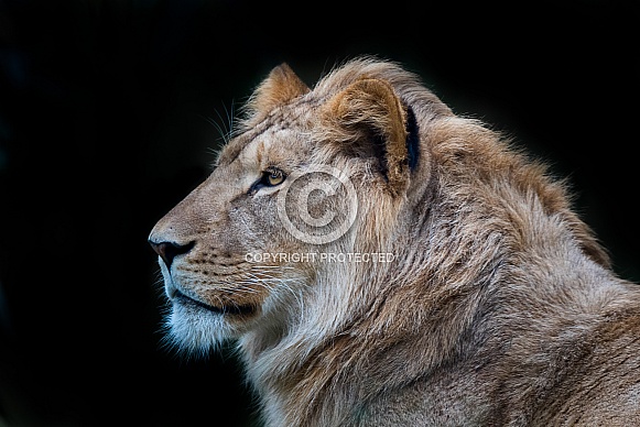 18 month old African lion